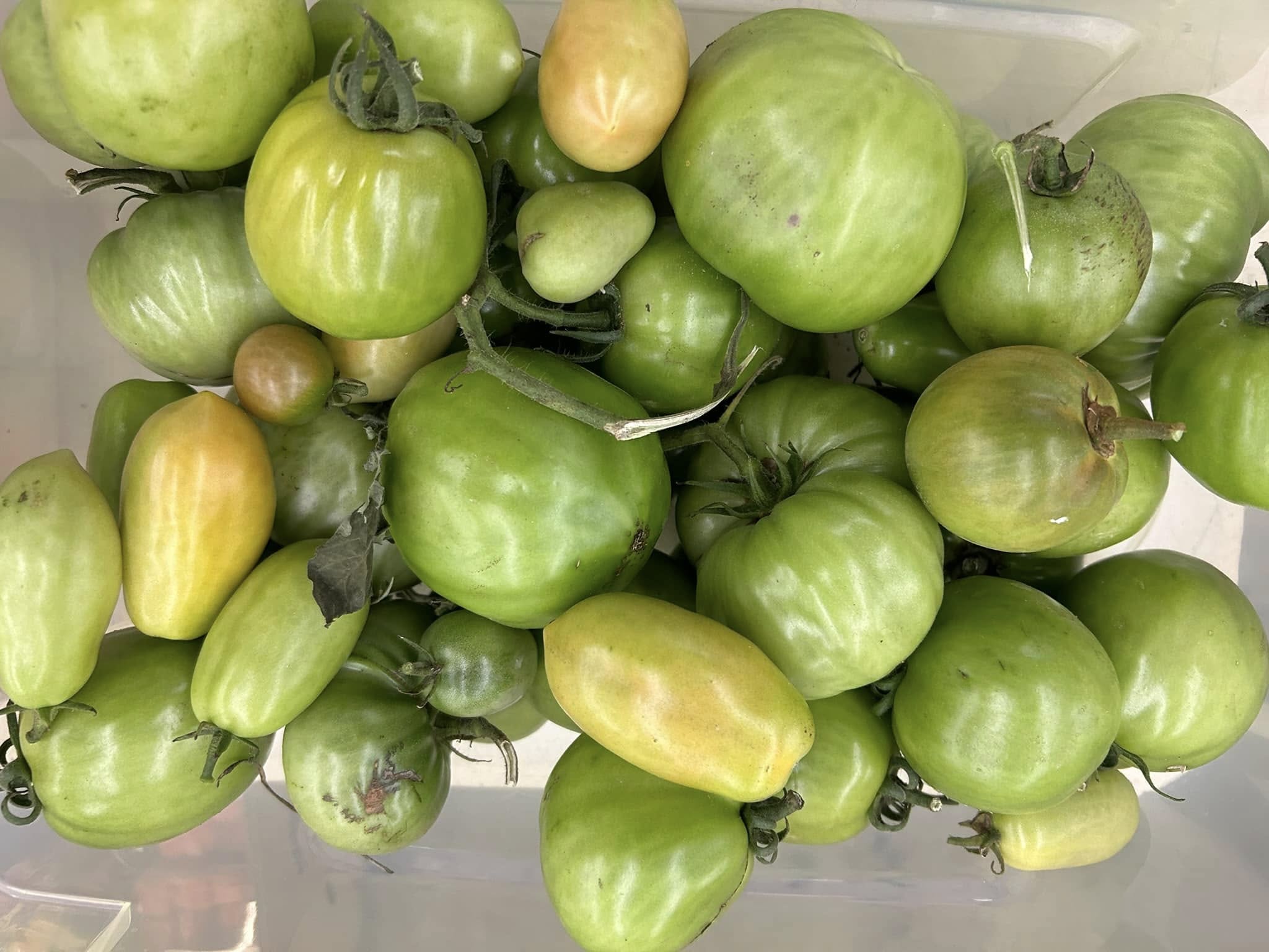Blessings from the garden
