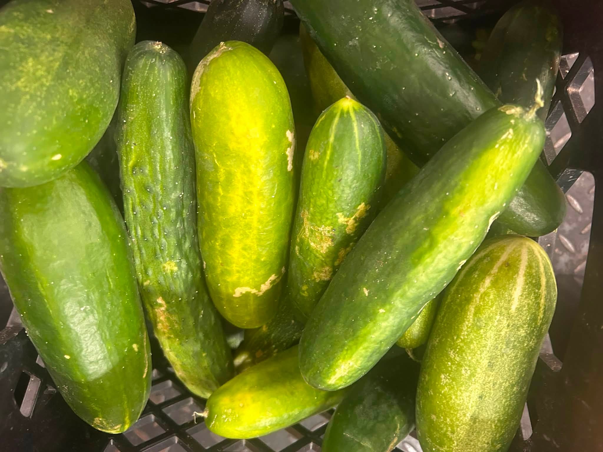 Harvest coming in hot